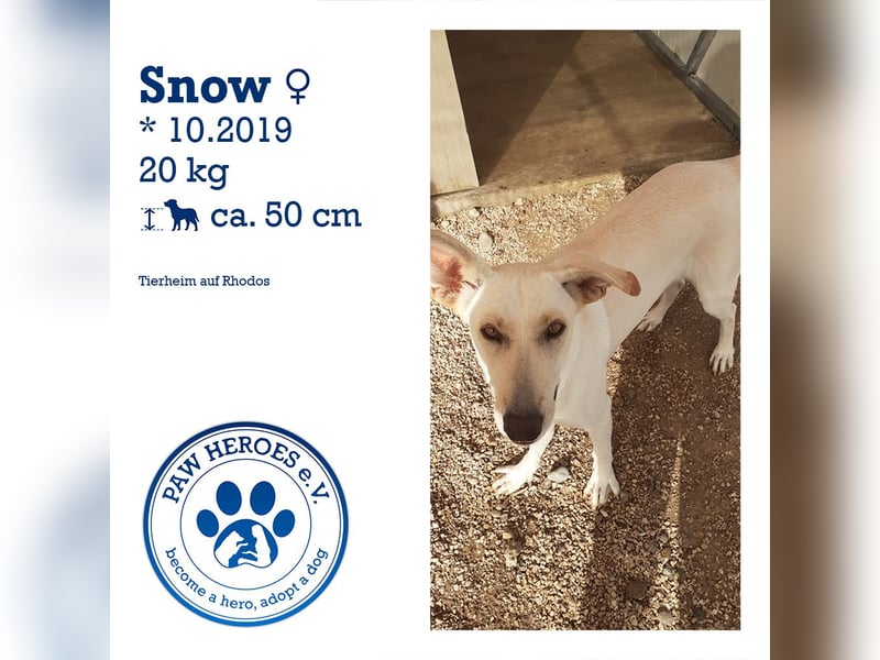 Freundliche und menschenbezogene Hündin SNOW sucht eine Familie!
