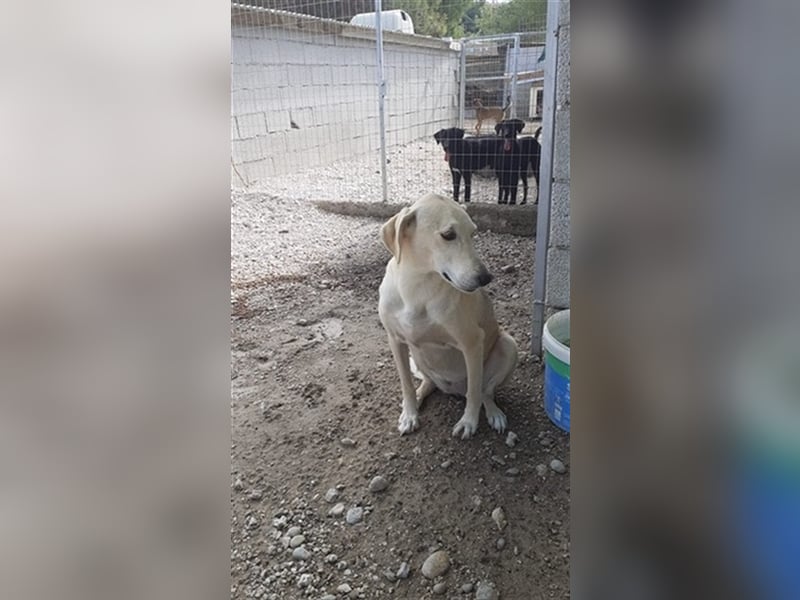 Wunderhübsche und liebe Hündin Silvy sucht eine Familie!