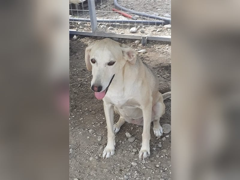 Wunderhübsche und liebe Hündin Silvy sucht eine Familie!