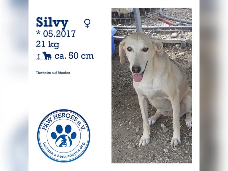 Wunderhübsche und liebe Hündin Silvy sucht eine Familie!