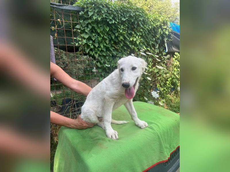 Tonia - (dringend Zuhause oder Pflegestelle gesucht) Bereit Herzen im Sturm zu erobern