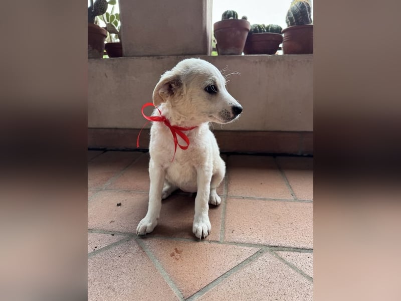 Haru - sagt"Hi!"