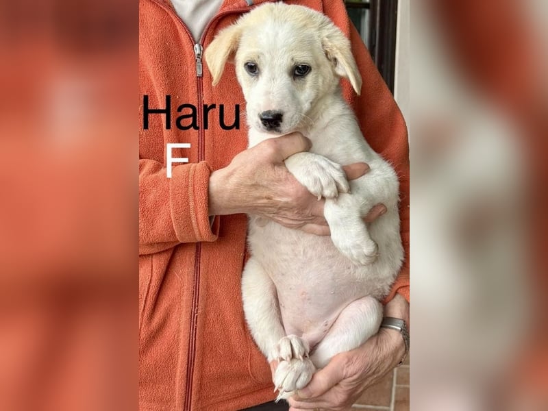 Haru - sagt"Hi!"