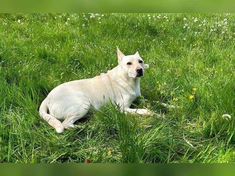 Samira: Sanft, klug und voller Liebe