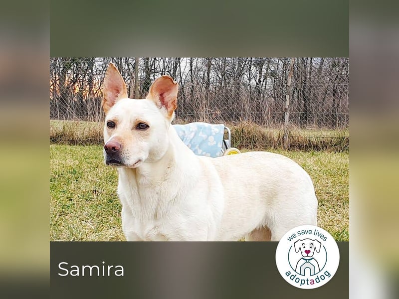 Samira: Sanft, klug und voller Liebe