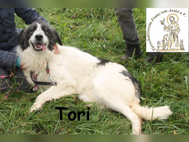 Tori – von Kopf bis Schwanz selbstbewusste Eleganz