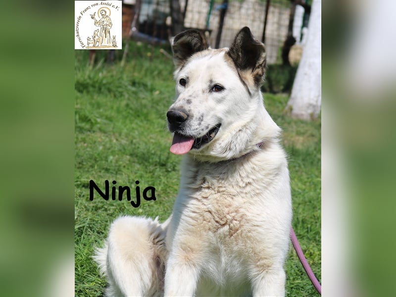 Ninja - die Hübsche