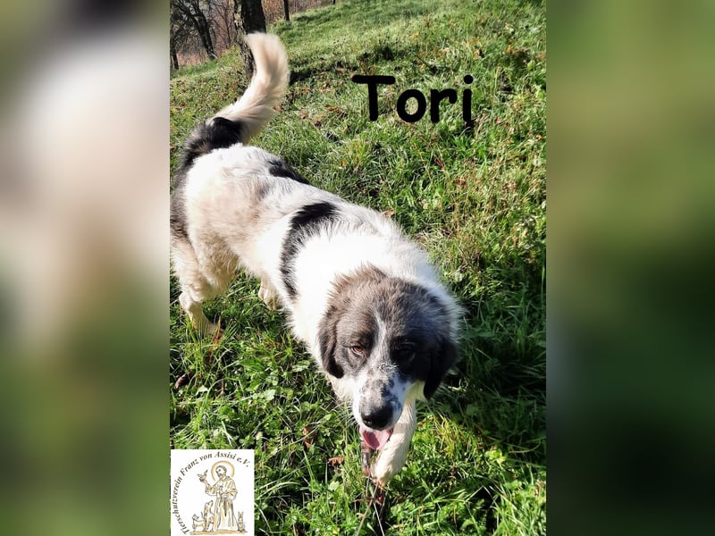 Tori – von Kopf bis Schwanz selbstbewusste Eleganz