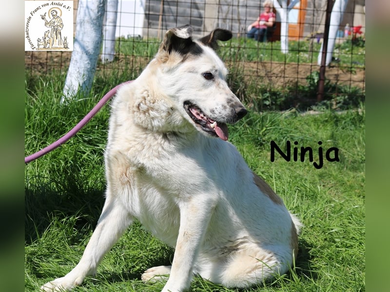 Ninja - die Hübsche