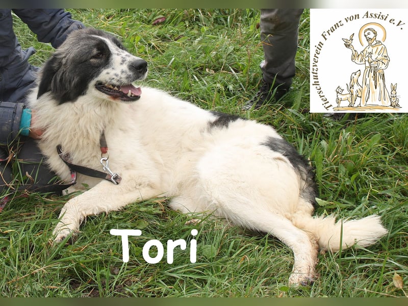 Tori – von Kopf bis Schwanz selbstbewusste Eleganz