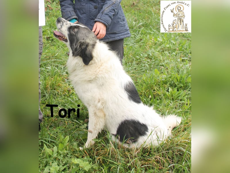 Tori – von Kopf bis Schwanz selbstbewusste Eleganz