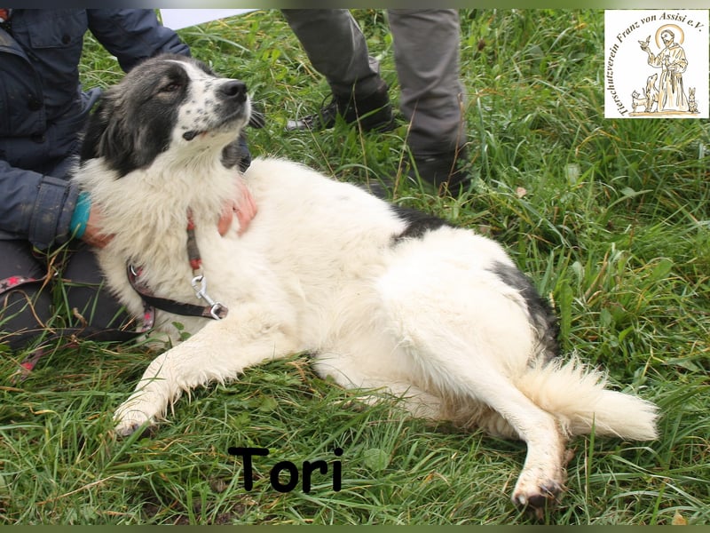 Tori – von Kopf bis Schwanz selbstbewusste Eleganz