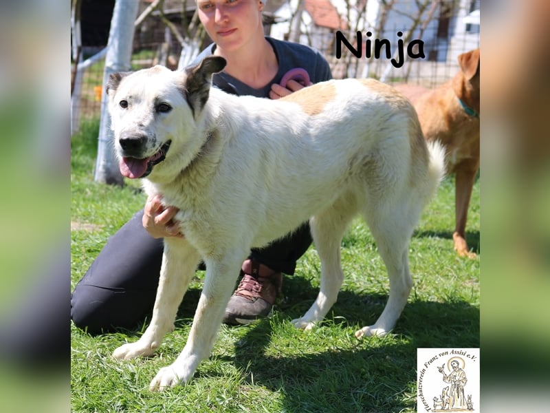 Ninja - die Hübsche