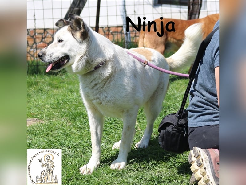 Ninja - die Hübsche