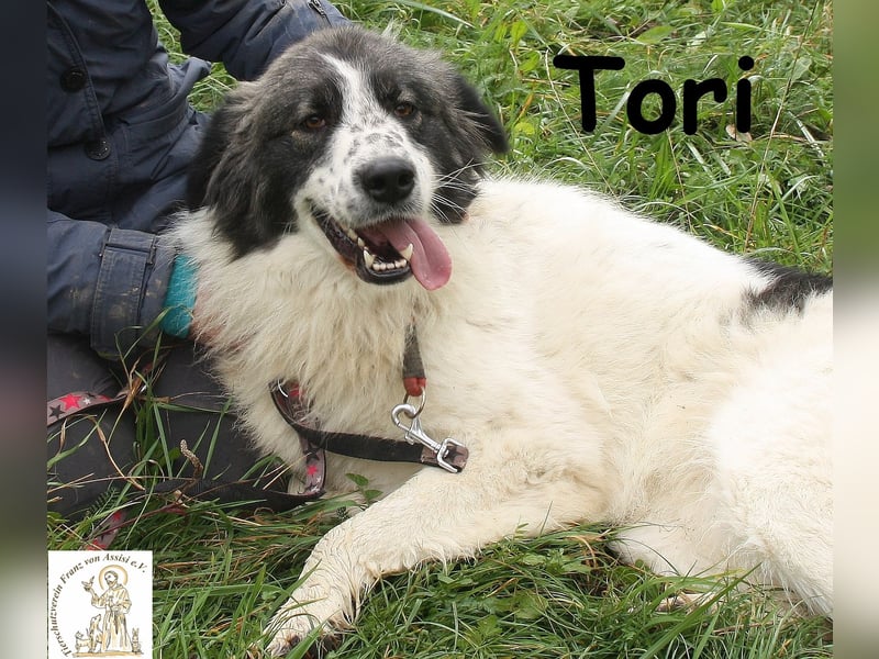 Tori – von Kopf bis Schwanz selbstbewusste Eleganz