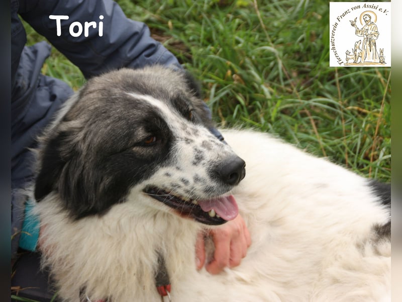 Tori – von Kopf bis Schwanz selbstbewusste Eleganz