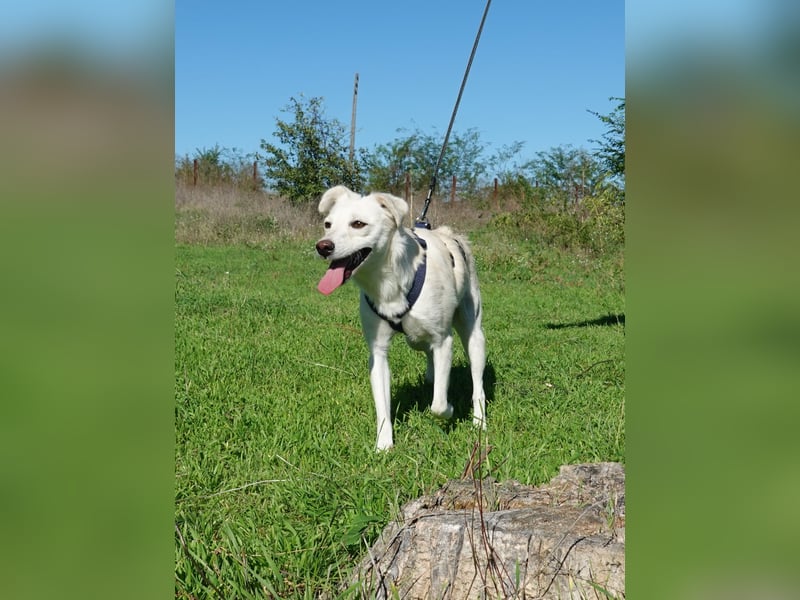 Lissy sucht eine liebevolle Familie