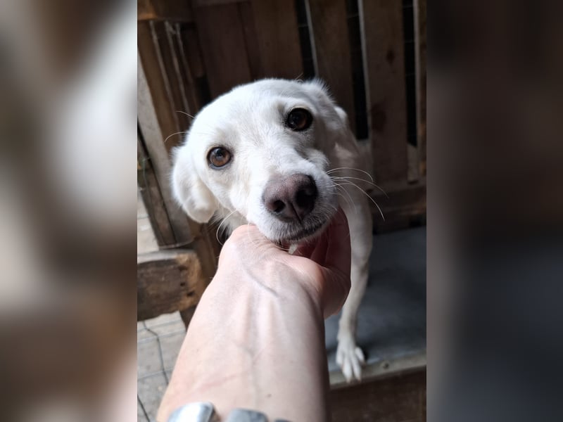 Lissy sucht eine liebevolle Familie