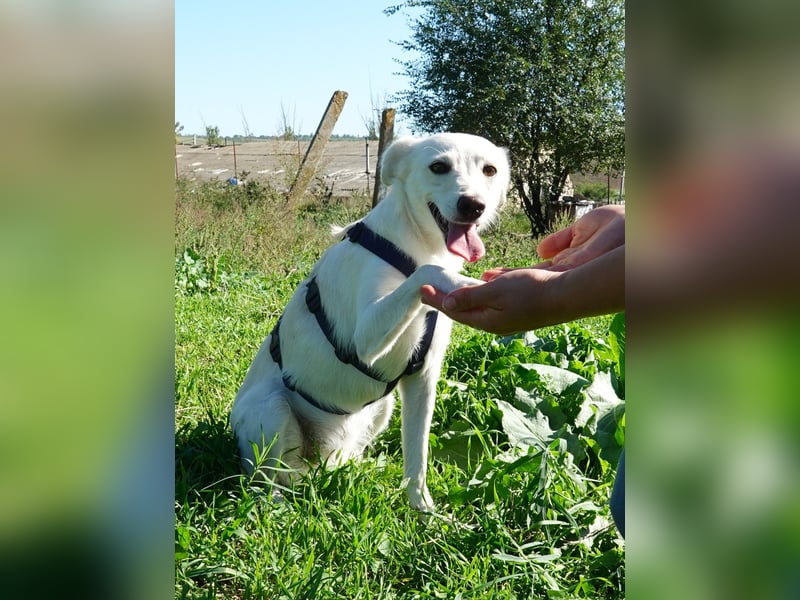Lissy sucht eine liebevolle Familie