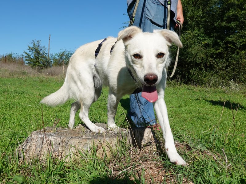Lissy sucht eine liebevolle Familie