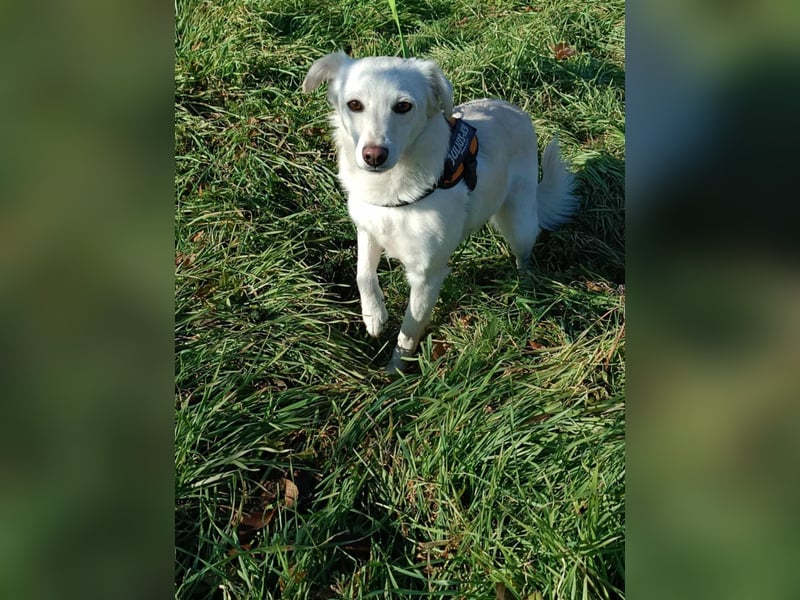 Lissy sucht eine liebevolle Familie