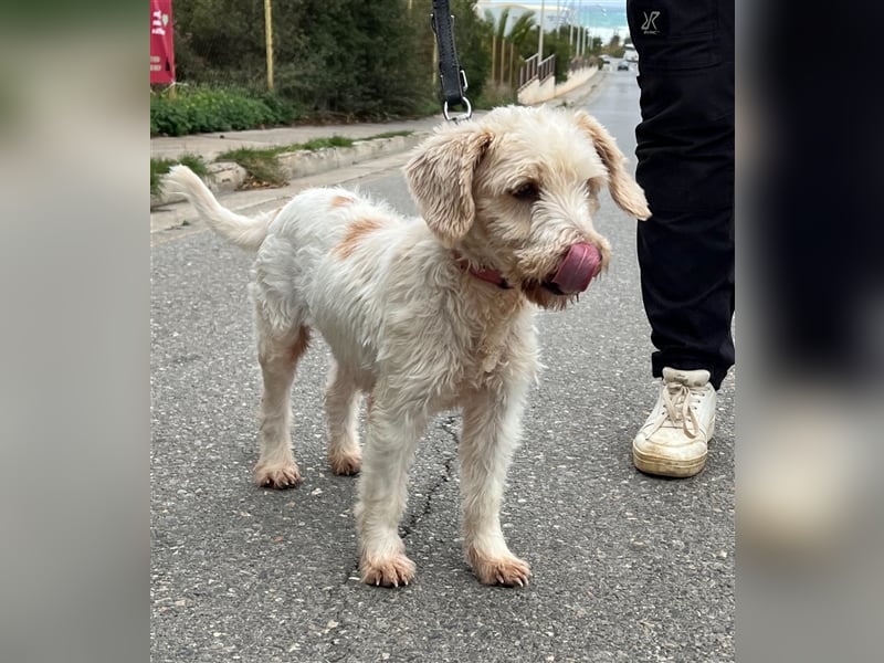 Wuschelpuschel Giselle sucht DICH