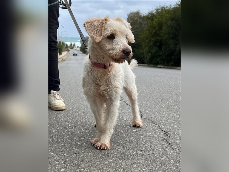 Wuschelpuschel Giselle sucht DICH