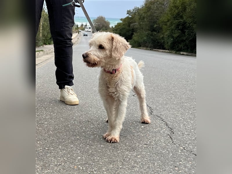 Wuschelpuschel Giselle sucht DICH