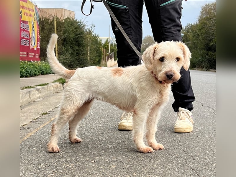 Wuschelpuschel Giselle sucht DICH