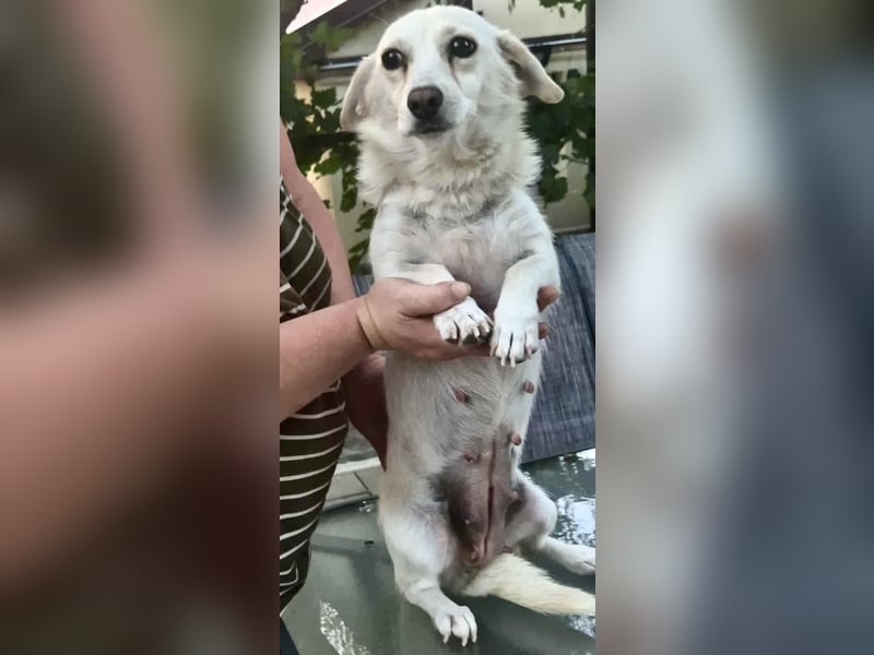 Emmi – 2-jähriges Mini-Mäuschen