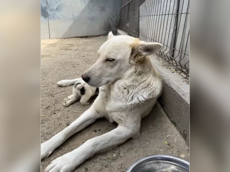 Wunderschöne BLUE, Hündin, 2 Jahre, 54 cm, Mischling, Tierschutz