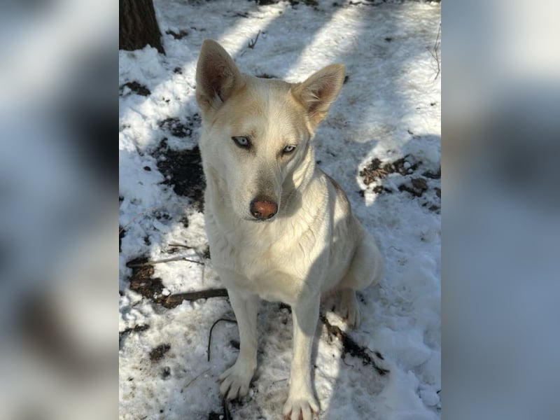 ⭐️BLUE⭐️, Hündin, 2 Jahre, 45 cm, Mischling, Tierschutz
