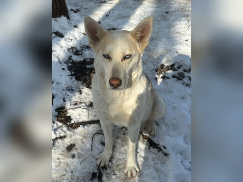 ⭐️BLUE⭐️, Hündin, 2 Jahre, 45 cm, Mischling, Tierschutz