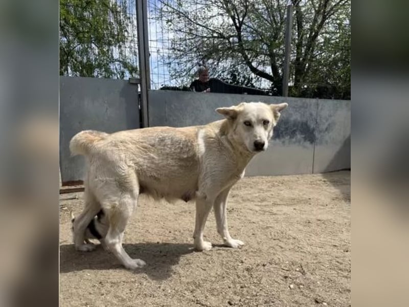Wunderschöne BLUE, Hündin, 2 Jahre, 54 cm, Mischling, Tierschutz
