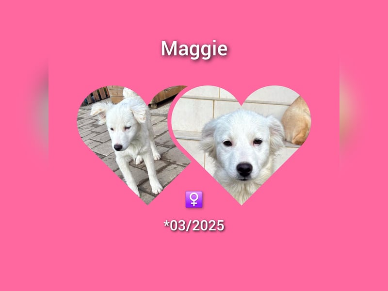 Welpenmädel Maggie möchte Rumänien schnell verlassen