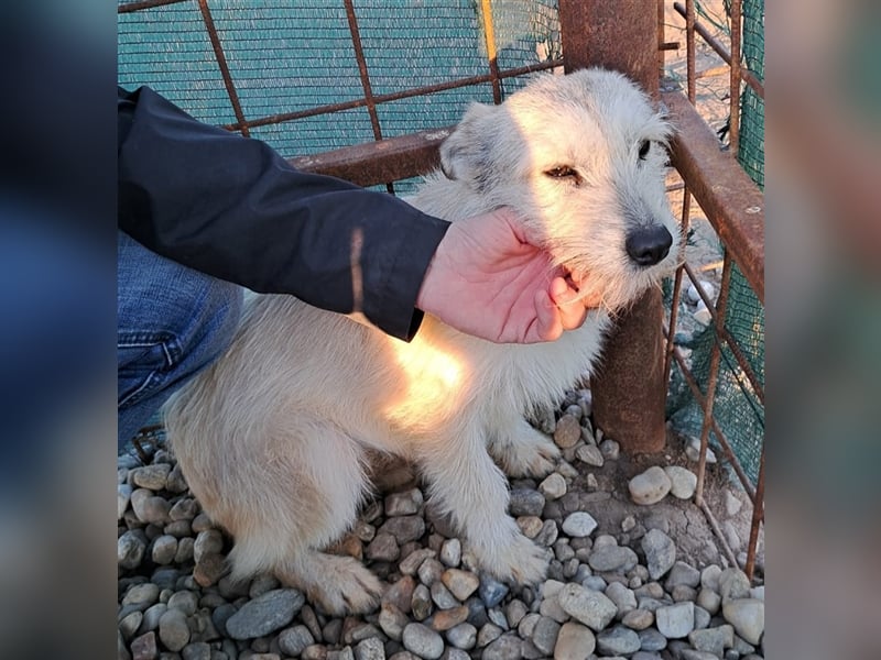 BLANCA