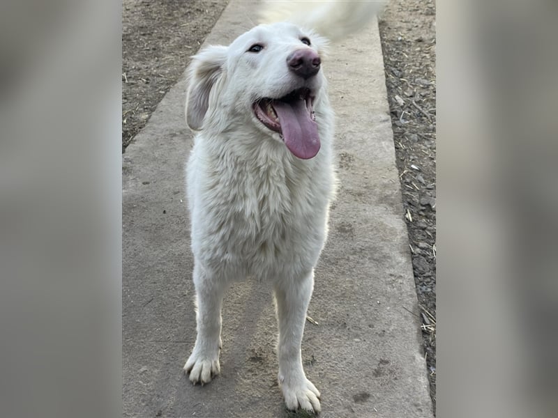 LUMI