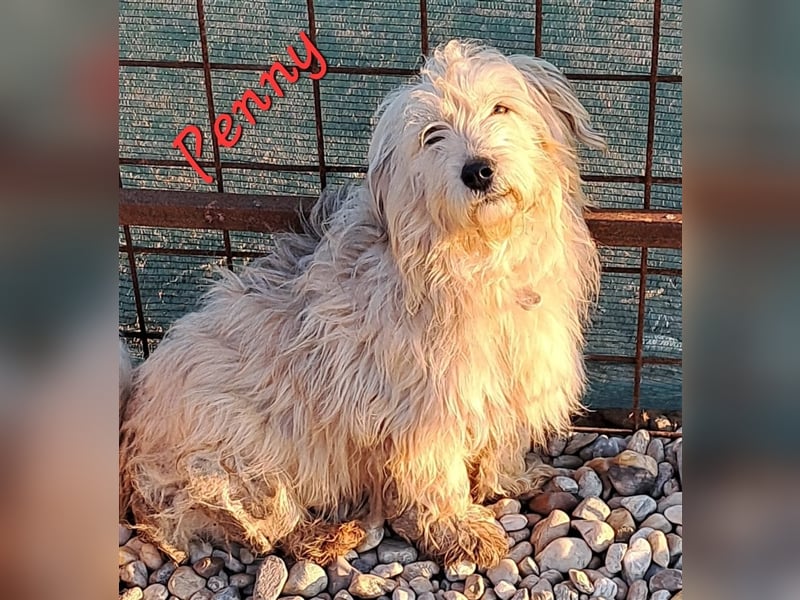 PENNY