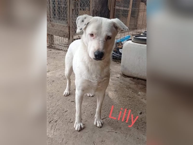 Lilly