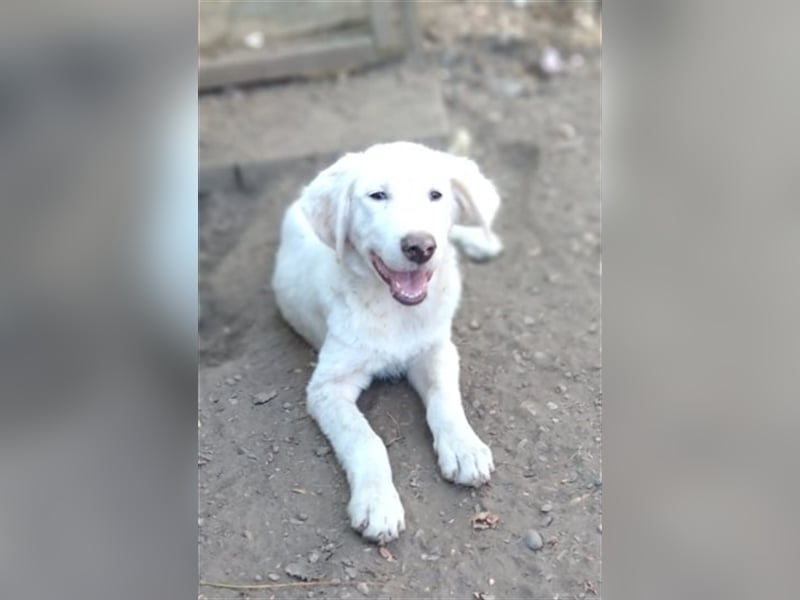 LUMI