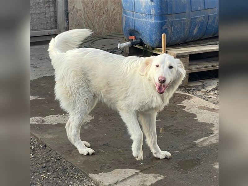 LUMI