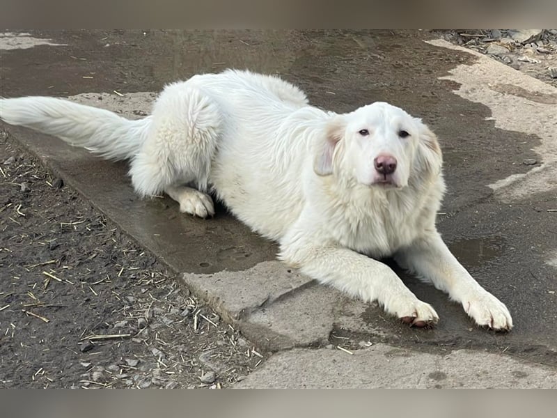 LUMI