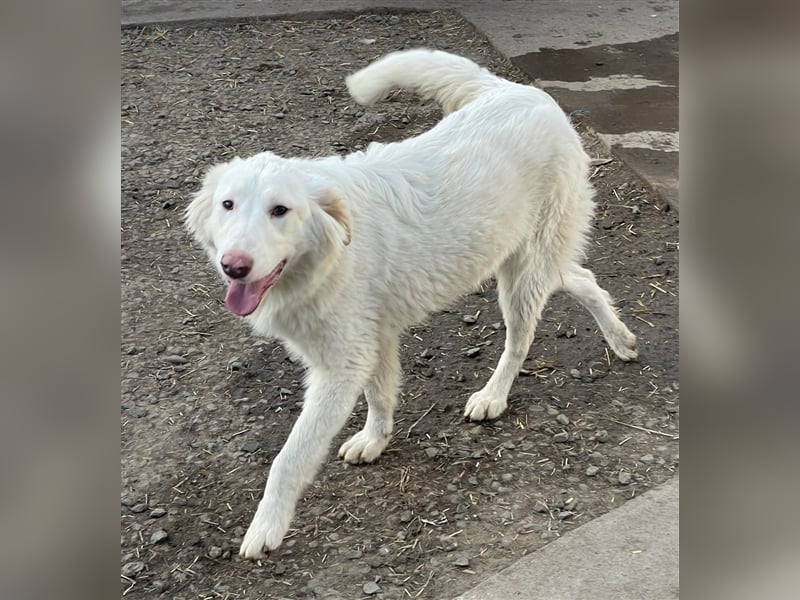 LUMI