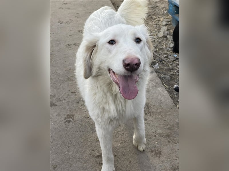 LUMI
