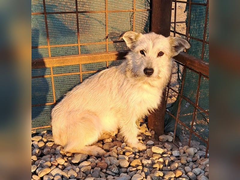 BLANCA