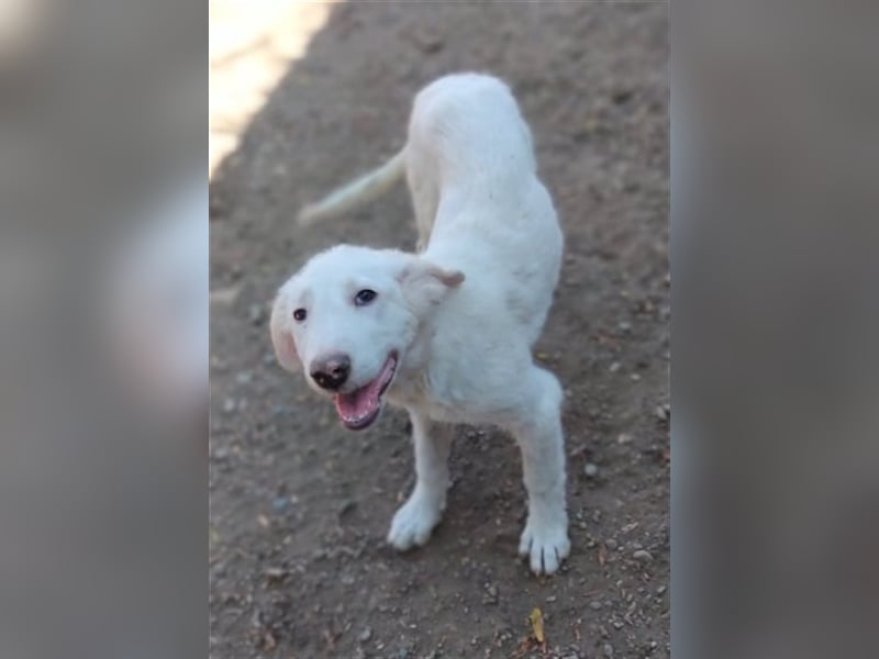 LUMI