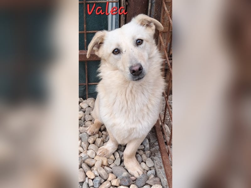 VALEA