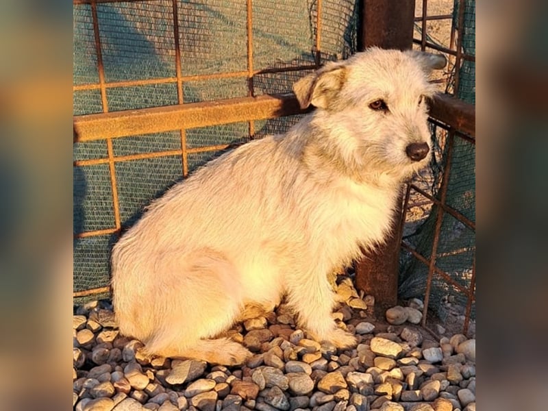BLANCA