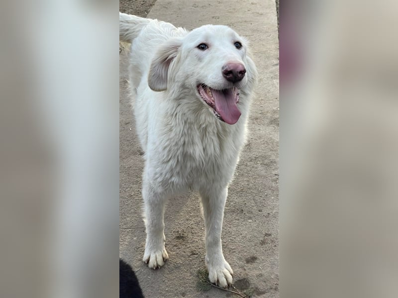 LUMI