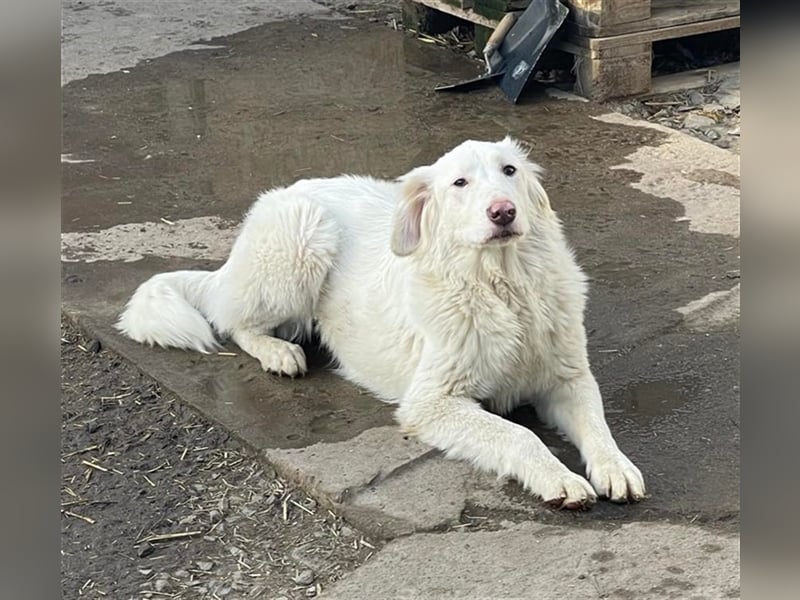 LUMI